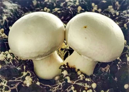 微信圖片_20240426181858