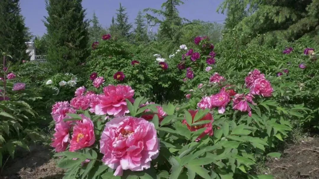4月28日，第十届庆阳昔家牡丹旅游文化节在宁县瓦斜乡东风村昔家牡丹园开幕