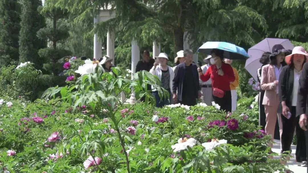 4月28日，第十届庆阳昔家牡丹旅游文化节在宁县瓦斜乡东风村昔家牡丹园开幕