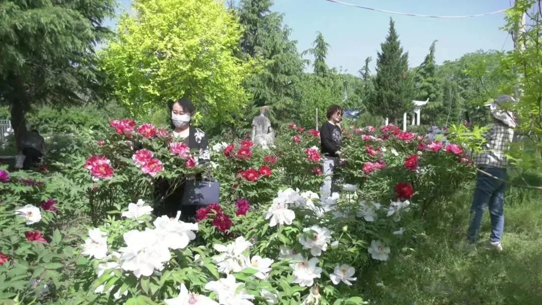 4月28日，第十届庆阳昔家牡丹旅游文化节在宁县瓦斜乡东风村昔家牡丹园开幕
