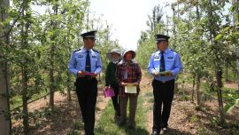 寧縣：蘋果園里“畫”平安