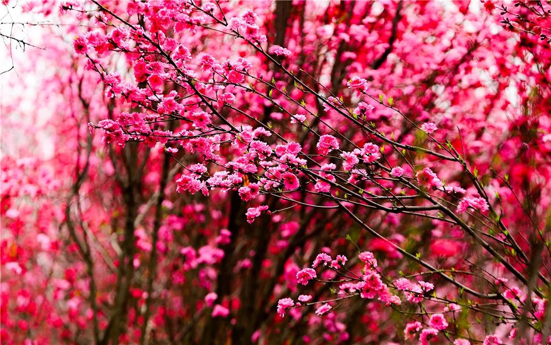 “五一”去哪玩？當(dāng)然是慶陽！慶陽市文體廣電和旅游局 圖