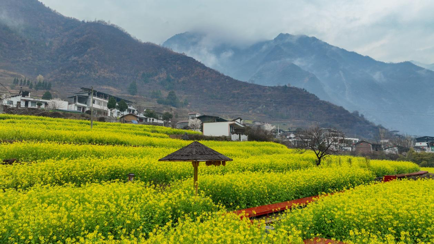 陇南市文县玉垒乡的油菜花海（无人机照片）。新华社记者 郎兵兵 摄