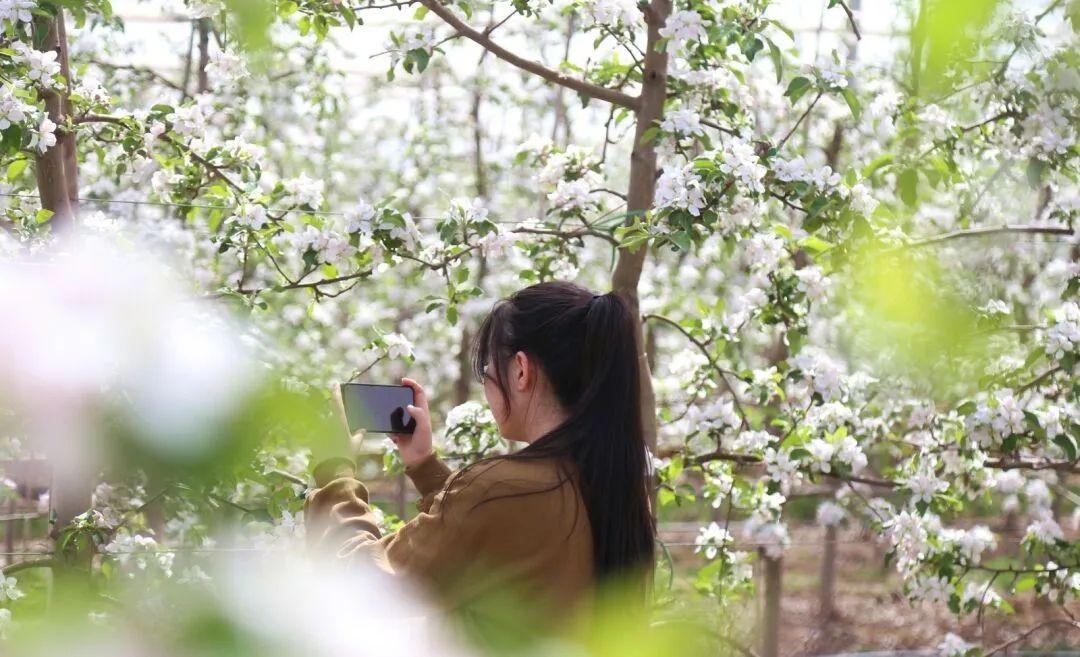 游客在中村正洋苹果公园打卡拍照