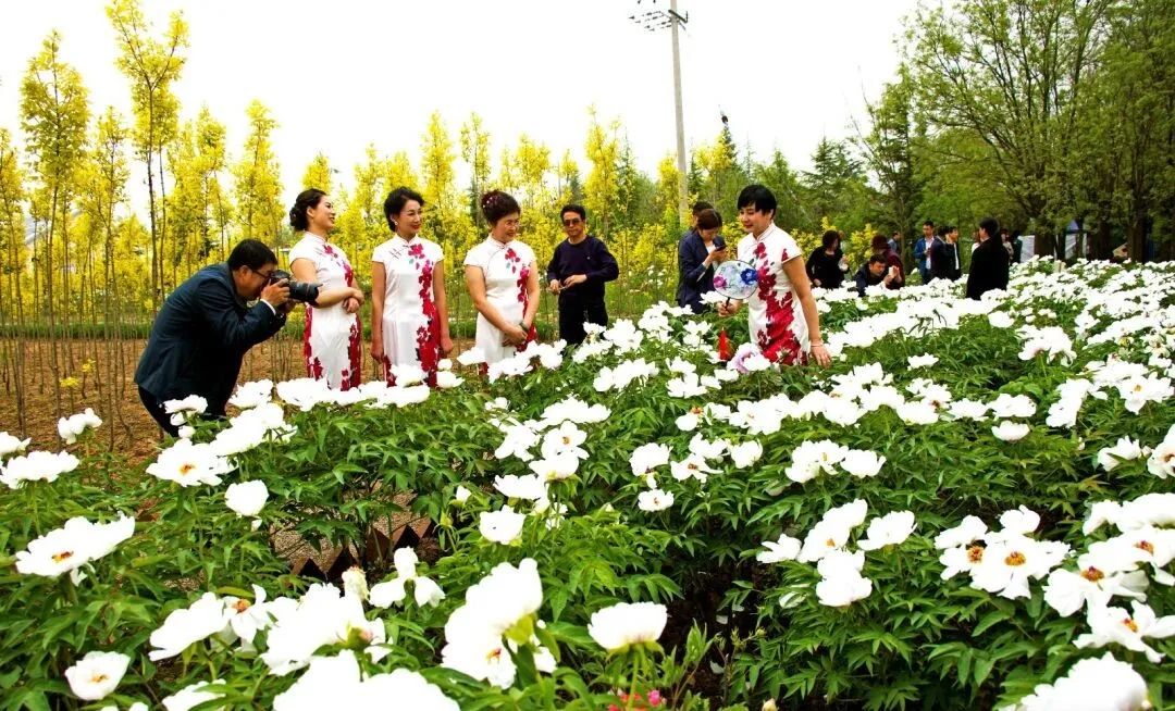 游客在瓦斜昔家牡丹园拍照
