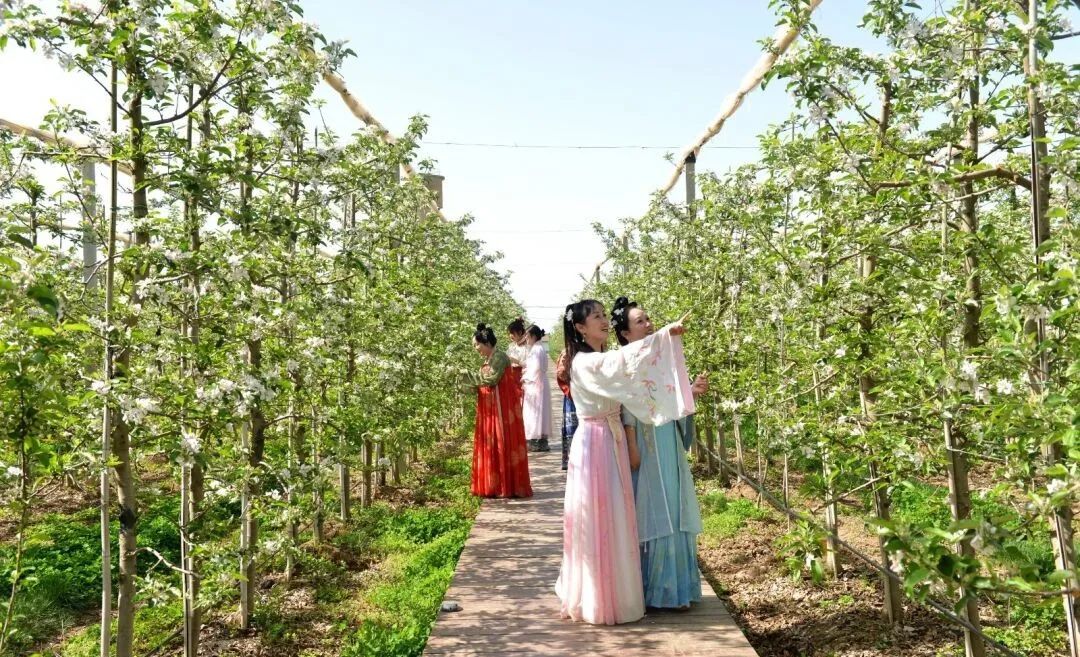 游客在中村正洋苹果公园赏花