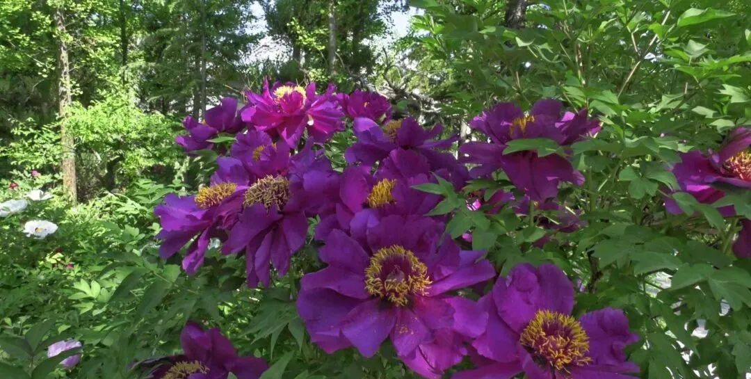 五一假期，宁县无处不飞花，踏青赏花感受春日之美