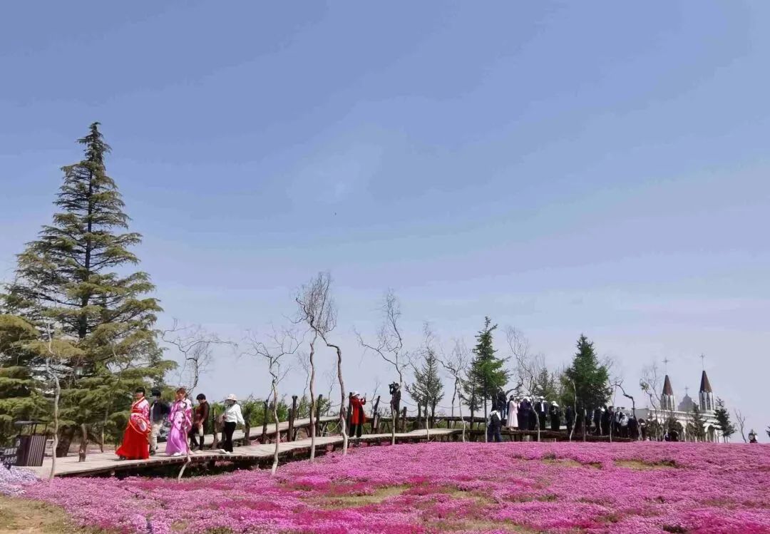 五一假期，宁县无处不飞花，踏青赏花感受春日之美
