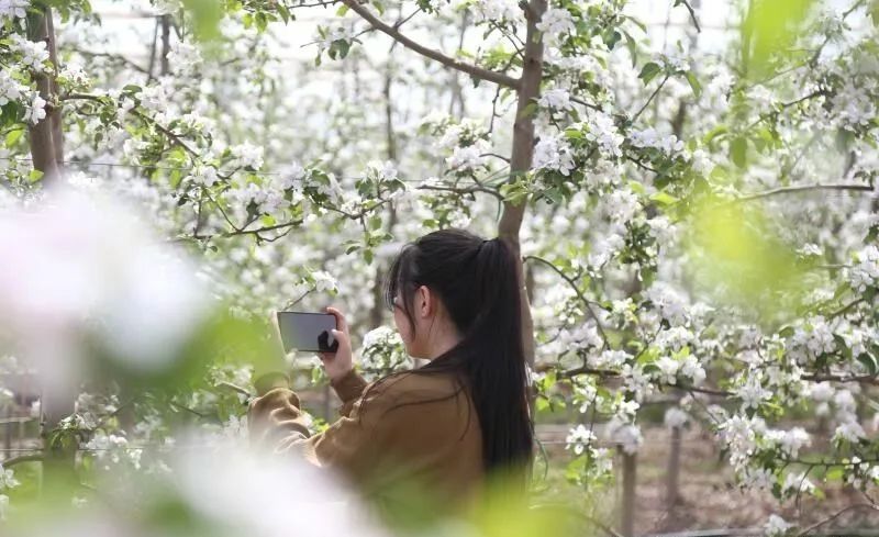 五一假期，宁县无处不飞花，踏青赏花感受春日之美