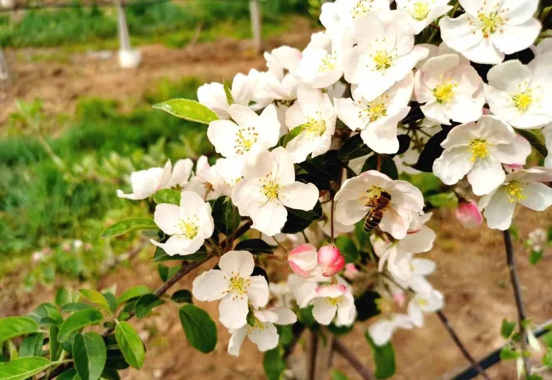 五一假期，宁县无处不飞花，踏青赏花感受春日之美