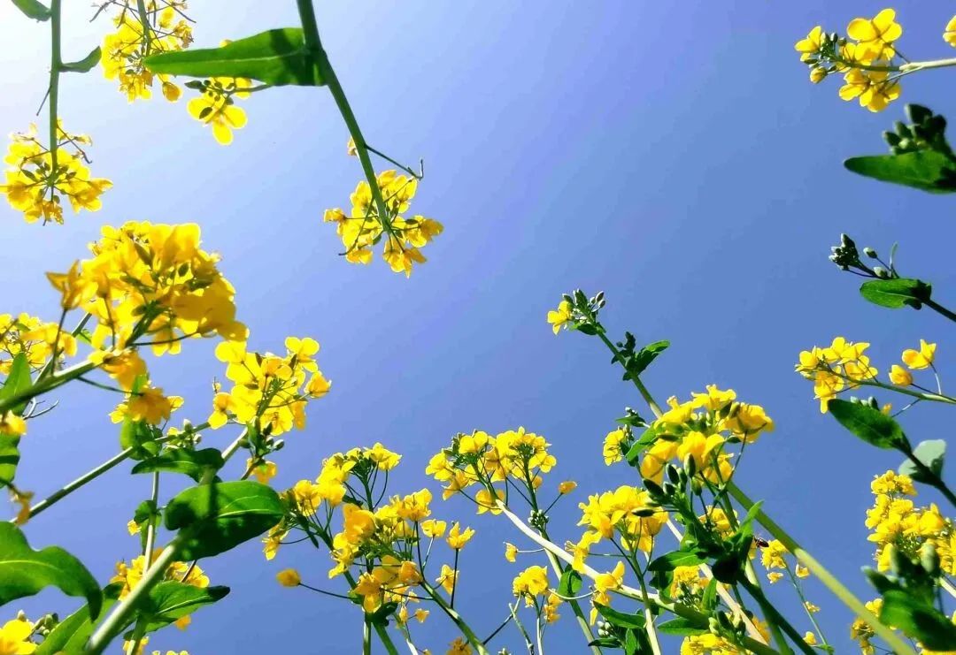 五一假期，宁县无处不飞花，踏青赏花感受春日之美