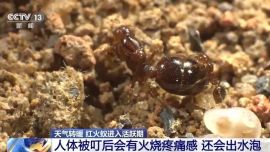 警惕！“地表最強(qiáng)入侵害蟲”正處活躍期