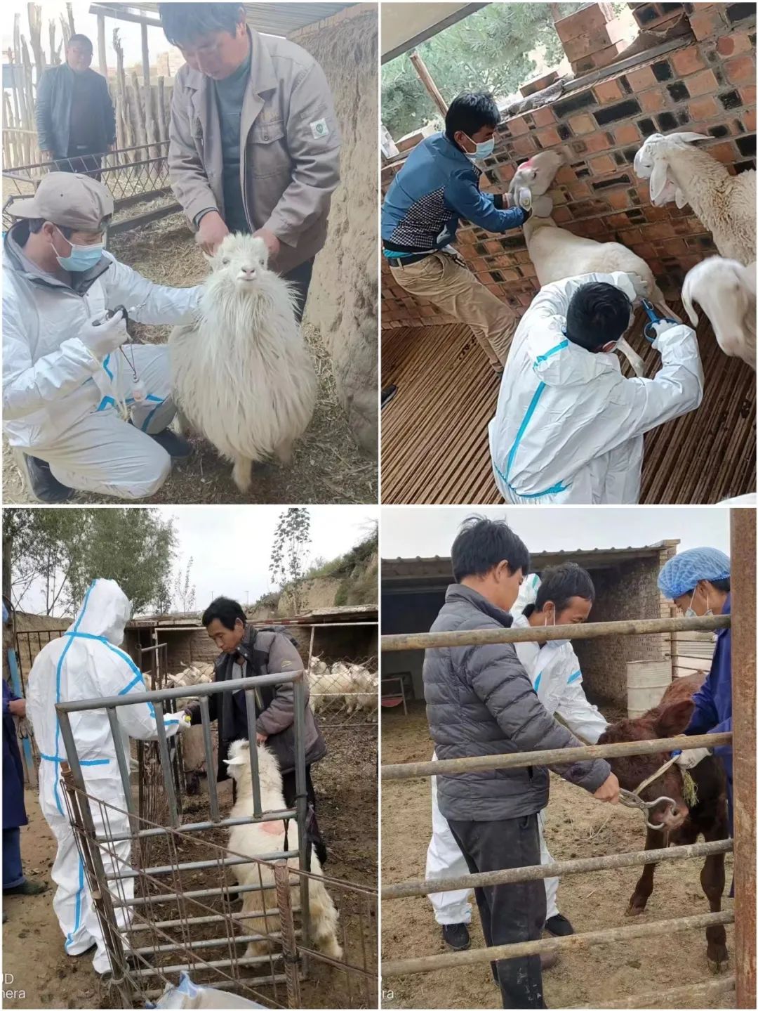 環(huán)縣耿灣鄉(xiāng)全面開展春季動物防疫集中免疫工作