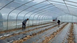 合水縣板橋鎮(zhèn)建成蔬菜大棚235座，吸納企業(yè)4戶，年種植蔬菜600余畝