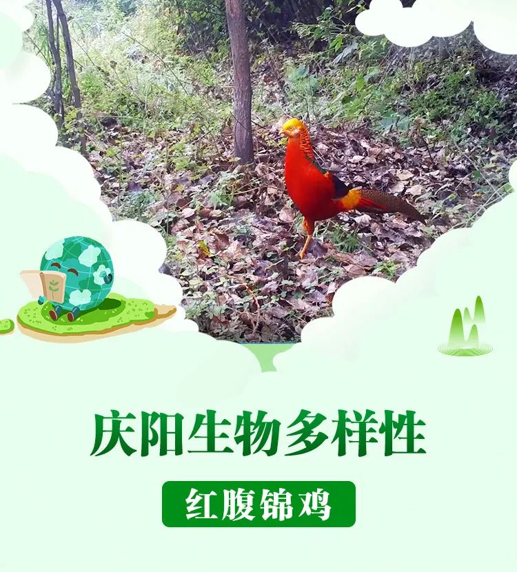 红腹锦鸡Chrysolophus pictus 鸡形目雉科