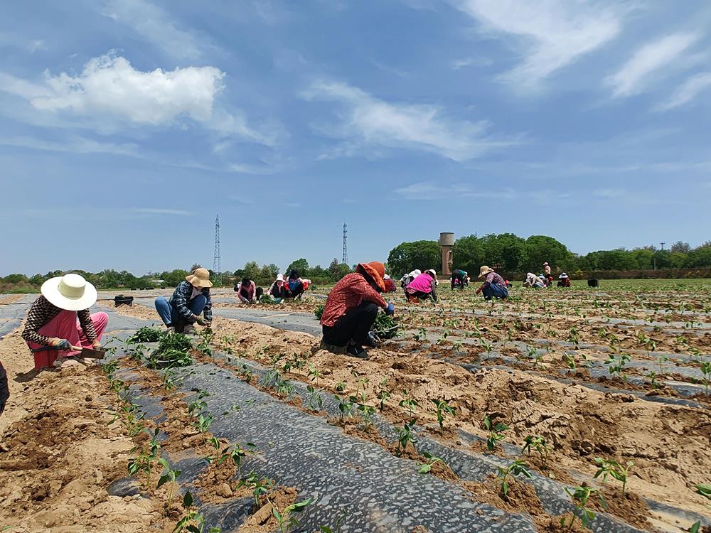 西峰區(qū)：農(nóng)事漸起催人忙 蔬菜種植正當(dāng)時(shí)