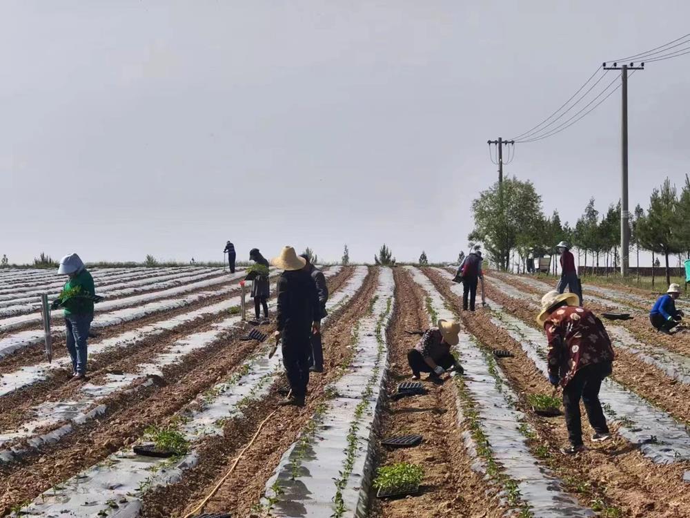 西峰區(qū)：農(nóng)事漸起催人忙 蔬菜種植正當(dāng)時(shí)