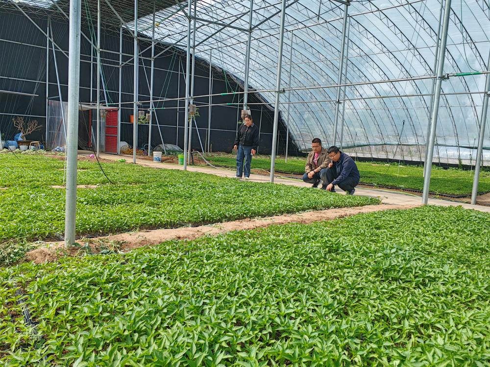 西峰區(qū)：農(nóng)事漸起催人忙 蔬菜種植正當(dāng)時(shí)