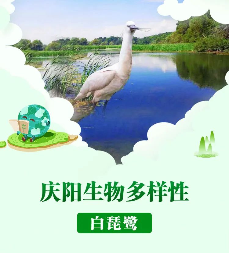 白琵鹭Platales leucorodia 鹈形目鹮科