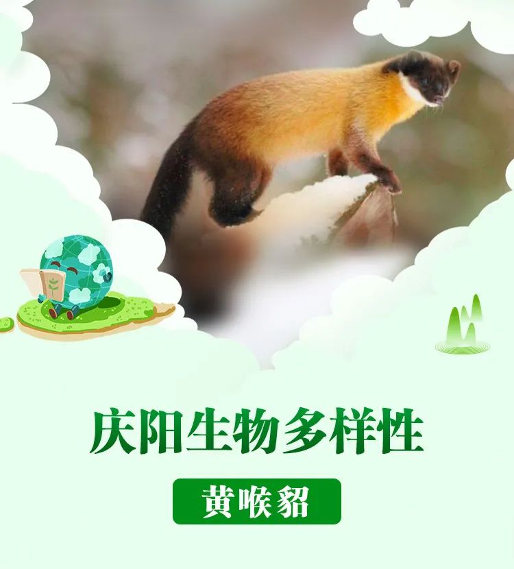 黃喉貂Martes flavigula  食肉目鼬科