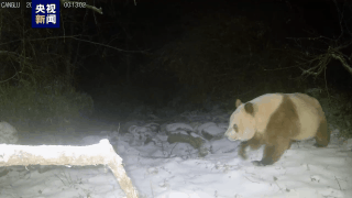 秦嶺已發(fā)現(xiàn)11次棕色大熊貓