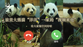 旅美大熊貓“洋洋”口吐白沫、餓得啃墻皮？成都基地回應