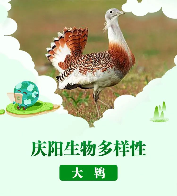 大鴇Otis tarda 鴇形目鴇科