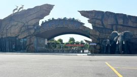 調查｜20只東北虎之死