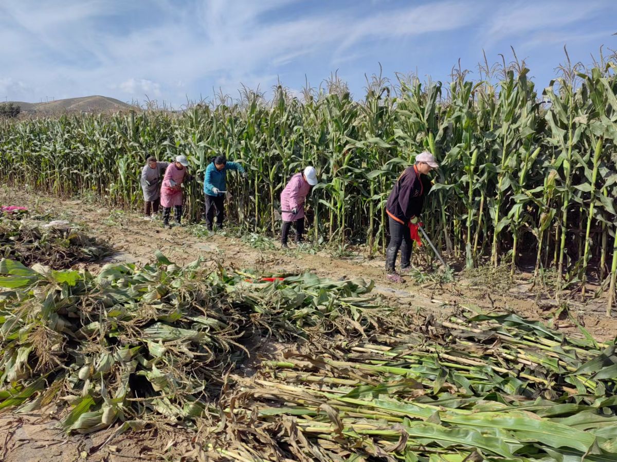 環(huán)縣甜水鎮(zhèn)高崾峴村黨建引領(lǐng)產(chǎn)業(yè)發(fā)展新路徑