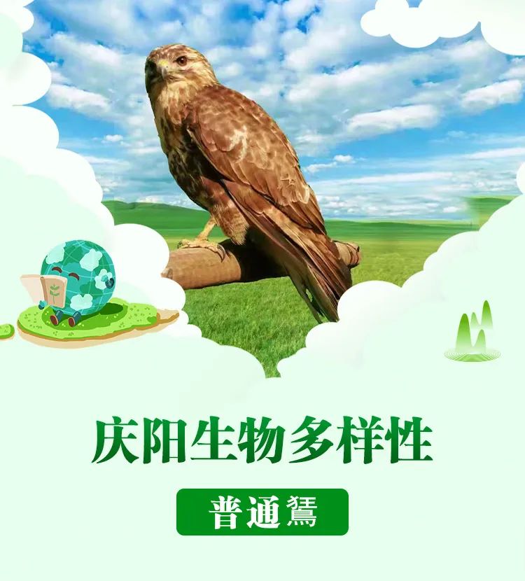 普通鵟Buteo japonicus  鷹形目鷹科