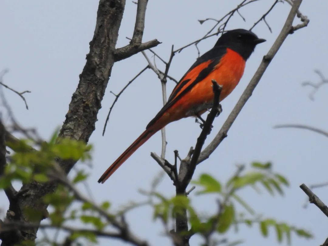 赤紅山椒鳥