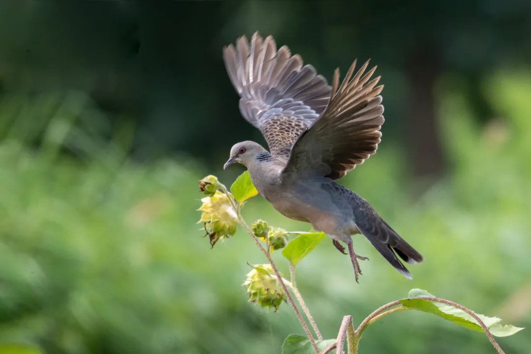 山斑鳩