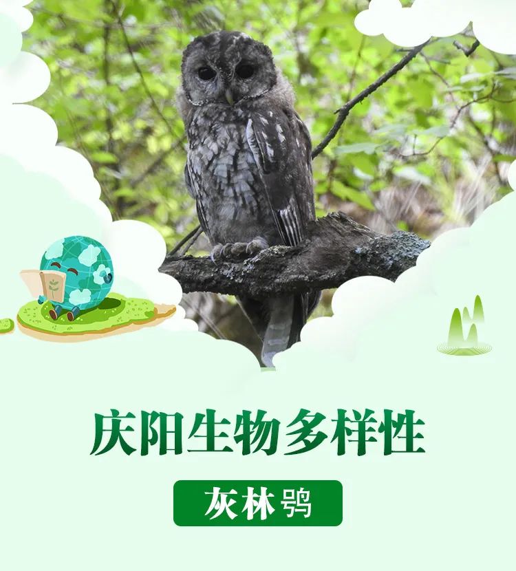灰林鸮Strix aluco 鸮形目鸱鸮科