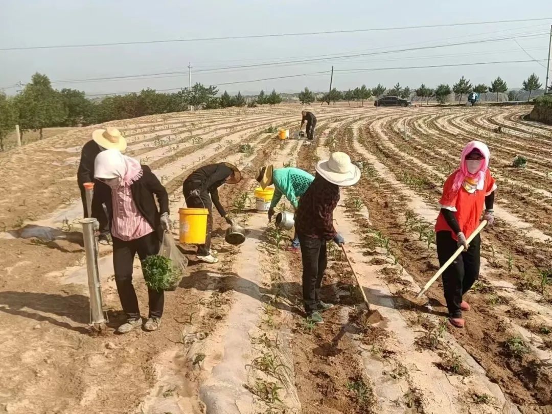 环县：组织人大代表积极参与抗旱护苗行动