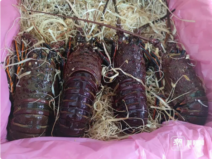 龙虾 记者 施雯 摄