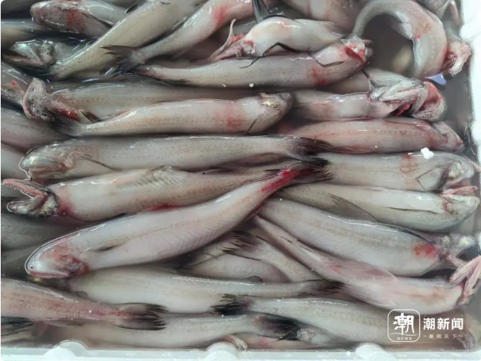 豆腐鱼 记者 施雯 摄