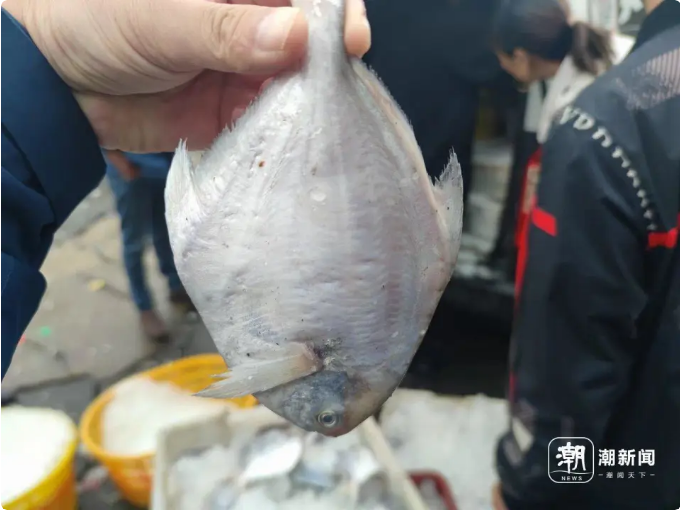 解禁后捕捞的银鲳鱼 记者 施雯 摄