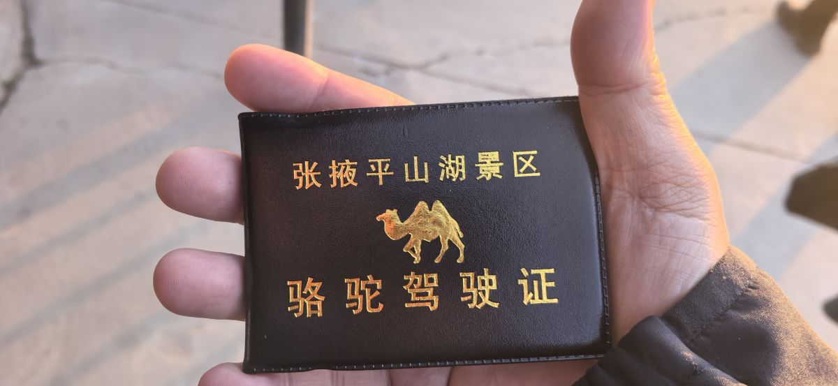平山湖景区骆驼驾驶证 图/罗显斌