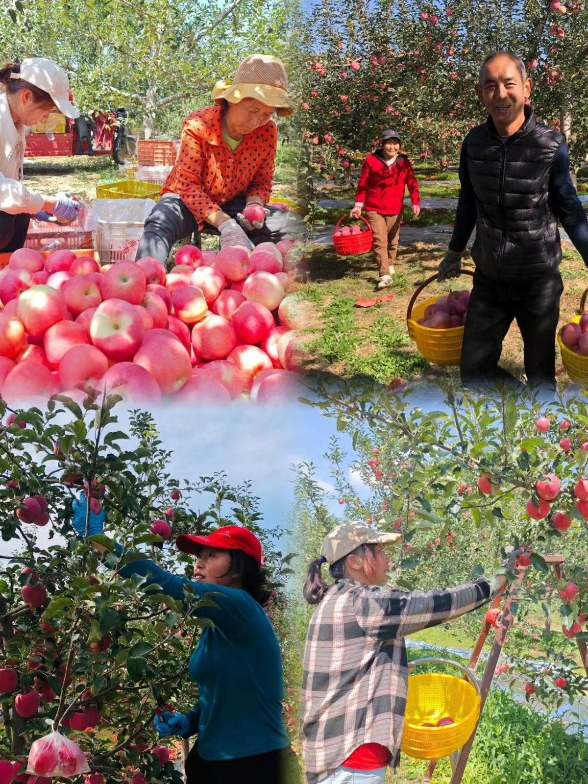 图为果农采摘苹果的繁忙景象