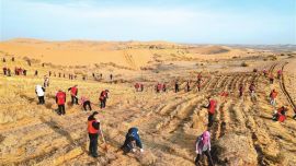 武威市組織機(jī)關(guān)干部開展義務(wù)壓沙活動