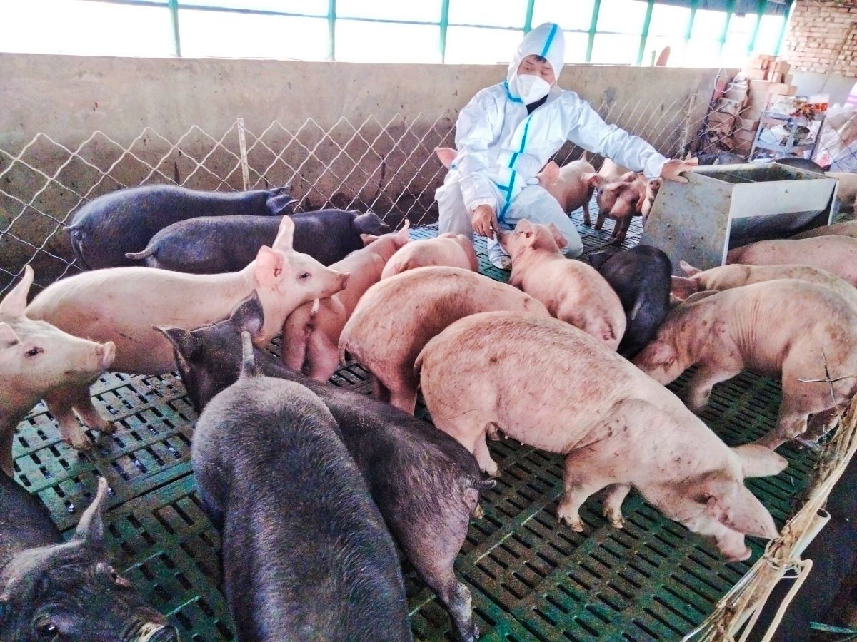 庆城县：一位返乡创业的青年农民郑海龙 通讯员供图