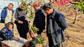 图片 | 庆城县高楼镇樱花观赏络绎不止