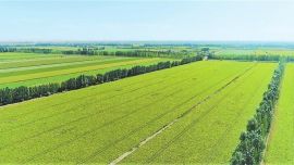 創(chuàng)新構(gòu)建“六位一體”機(jī)制 ——我省大力開展高標(biāo)準(zhǔn)農(nóng)田建設(shè)