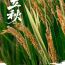 今日立秋 | 想道“天凉好个秋”？其实……