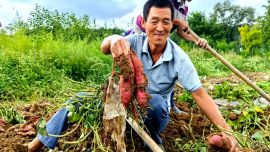 寧縣春榮鎮(zhèn)：紅薯豐收“甜蜜蜜” 特色產(chǎn)業(yè)添活力