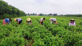 宁县：种药材 发药“财”