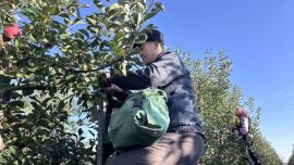 慶陽正洋蘋果基地5000畝晚熟富士蘋果搶收進(jìn)行時