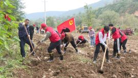 寧縣春榮鎮(zhèn)：干群合力搶收紅薯 泥濘田壟中守護(hù)“甜蜜”產(chǎn)業(yè)