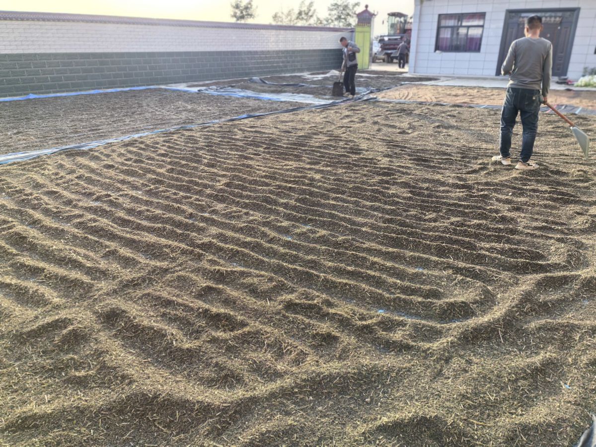 蔡口集乡韩金祥100亩苦荞喜获丰收