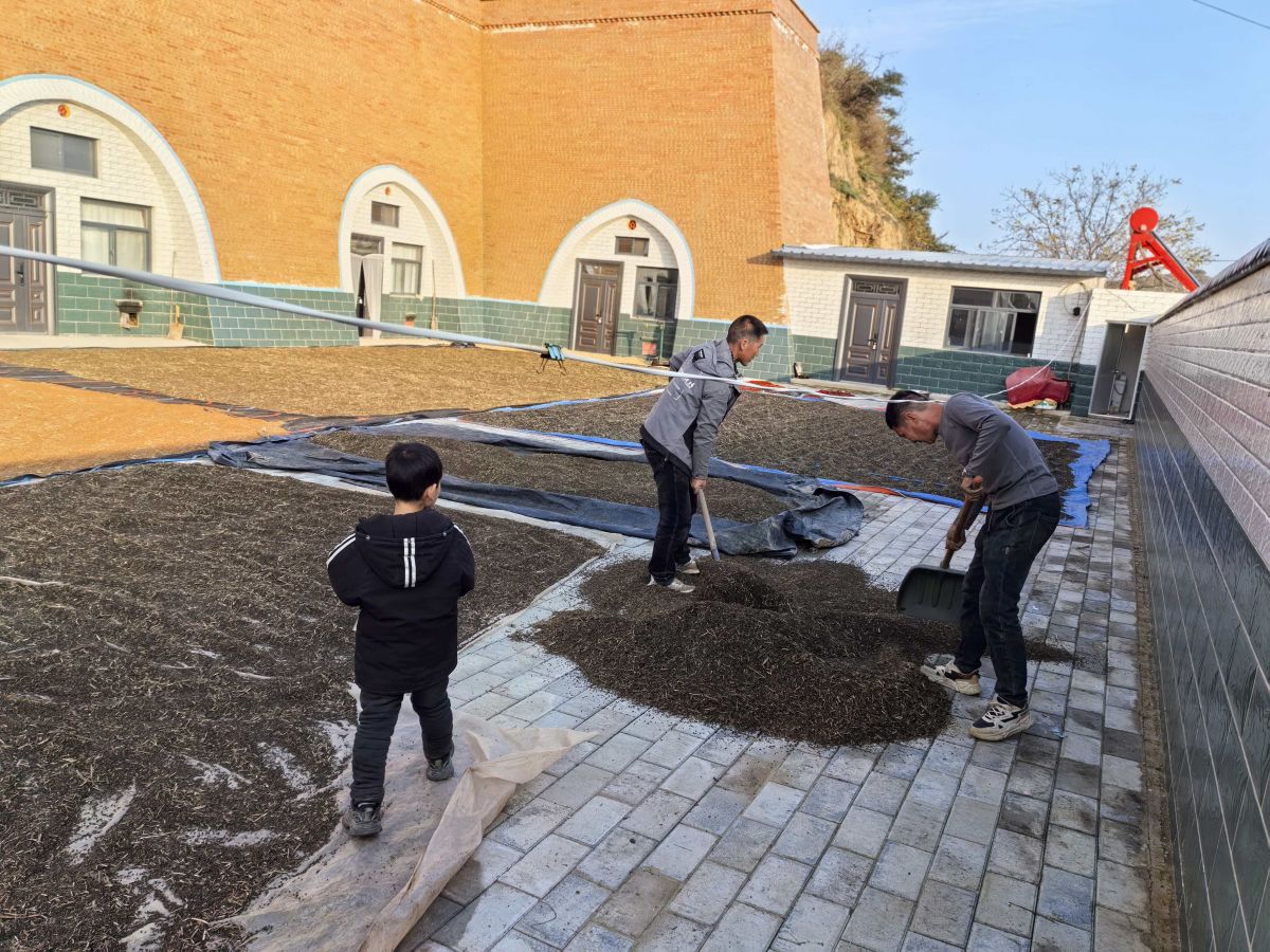 蔡口集乡韩金祥100亩苦荞喜获丰收